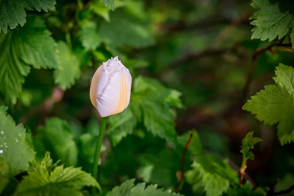 Amazimg natureza de tulipa de ehite no fundo verde — Fotografia de Stock