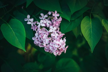 Leylak çalı, leylak arka plan soğuk tonu ile yakın