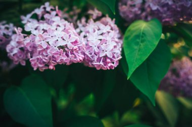 Leylak çalı, leylak arka plan soğuk tonu ile yakın