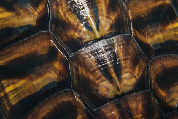 红耳龟的甲壳的纹理关闭 — 图库照片