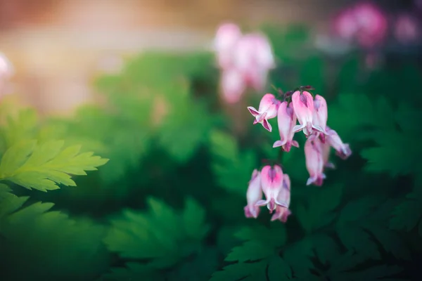庭、自然、ベル花ピンクの花。寒色の背景をクローズ アップ — ストック写真