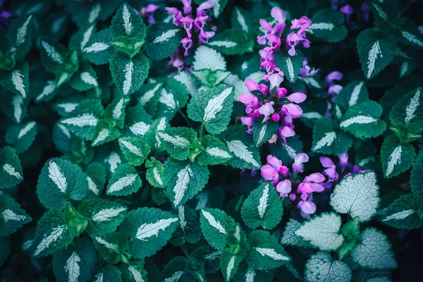 Padrão de fundo de Solenostemon scutellarioides, urtiga pintada ou chama urtiga azul cor verde — Fotografia de Stock