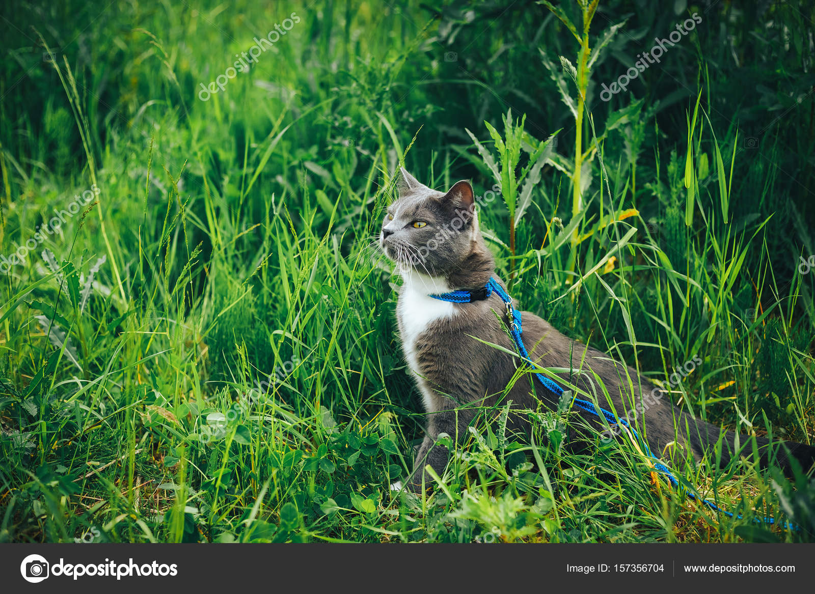 cat leash for backyard