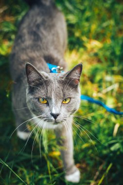 Arka bahçede dolaşırken kira kontratı ile gri evde beslenen hayvan kedi. Bir emniyet kemeri takan genç sevimli erkek kedi kuyruk kaldırdı çimenlerin üzerine gidin. Evcil hayvan açık macera Parkı yeşil çimenlerin üzerinde yürüyüş.