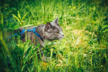 Arka bahçede dolaşırken kira kontratı ile gri evde beslenen hayvan kedi. Bir emniyet kemeri takan genç sevimli erkek kedi kuyruk kaldırdı çimenlerin üzerine gidin. Evcil hayvan açık macera Parkı yeşil çimenlerin üzerinde yürüyüş.