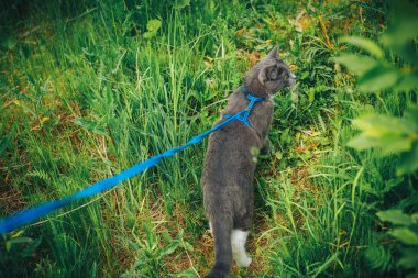 Arka bahçede dolaşırken kira kontratı ile gri evde beslenen hayvan kedi. Bir emniyet kemeri takan genç sevimli erkek kedi kuyruk kaldırdı çimenlerin üzerine gidin. Evcil hayvan açık macera Parkı yeşil çimenlerin üzerinde yürüyüş.