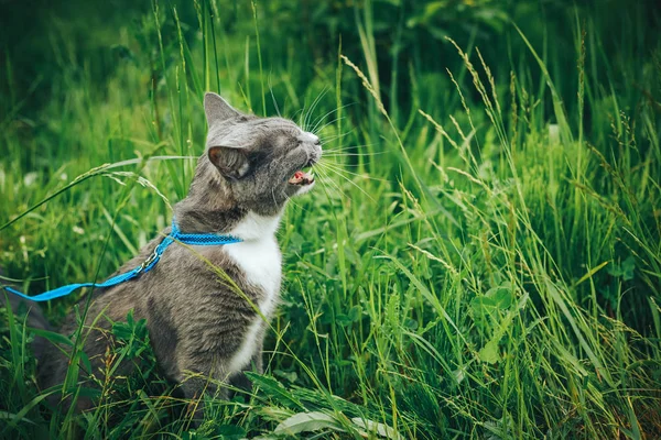 Gray pet cat with leash wandering in backyard. Young cute male cat wearing a harness go on lawn having lifted tail. Pets walking outdoor adventure on green grass in park.