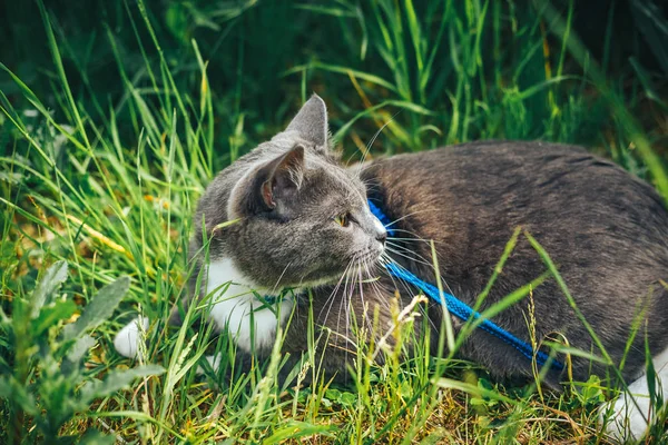 Graue Katze mit Leine, die im Hinterhof umherirrt. junge niedliche Kater mit einem Geschirr gehen auf den Rasen mit angehobenem Schwanz. Haustiere wandern Outdoor-Abenteuer auf grünem Gras im Park. — Stockfoto