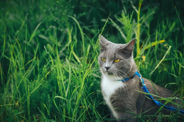 Gray pet cat with leash wandering in backyard. Young cute male cat wearing a harness go on lawn having lifted tail. Pets walking outdoor adventure on green grass in park.