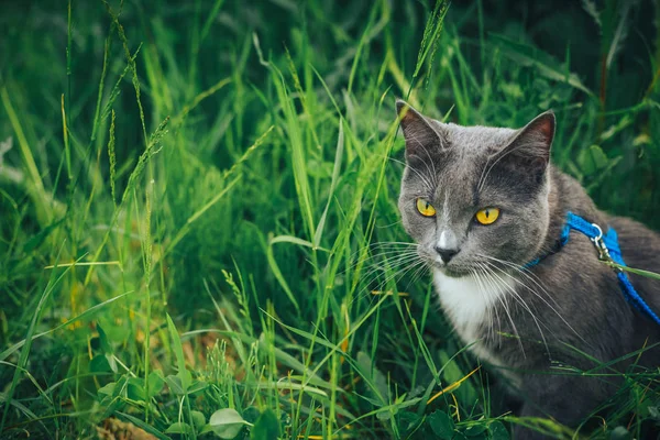 Серый кот с поводком бродит по заднему двору. Молодой милый кот, одетый в ремни безопасности, идет на лужайку, подняв хвост. Домашние животные прогулки на открытом воздухе приключения на зеленой траве в парке . — стоковое фото