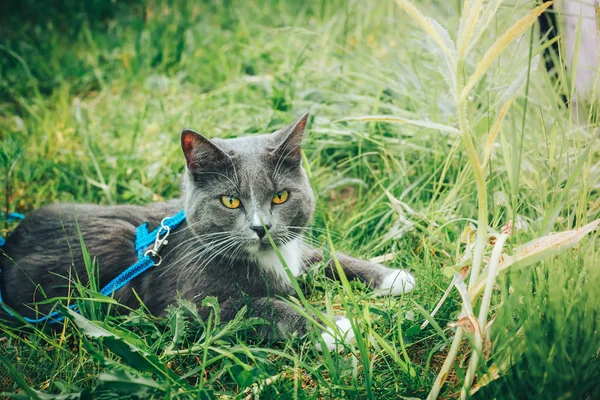 Серый кот с поводком бродит по заднему двору. Молодой милый кот, одетый в ремни безопасности, идет на лужайку, подняв хвост. Домашние животные прогулки на открытом воздухе приключения на зеленой траве в парке . — стоковое фото