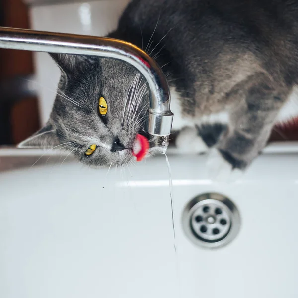Довольно серый кот смотрит на воду из-под крана — стоковое фото