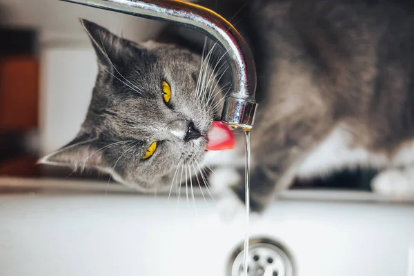 Hübsche graue Katze beobachtet das Wasser aus dem Wasserhahn — Stockfoto