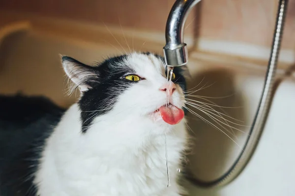 Красивая черно-белая кошка наблюдает за водой из-под крана в ванной — стоковое фото