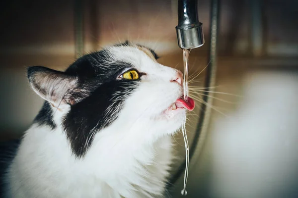 Hübsche schwarz-weiße Katze beobachtet das Wasser aus dem Wasserhahn im Badezimmer — Stockfoto