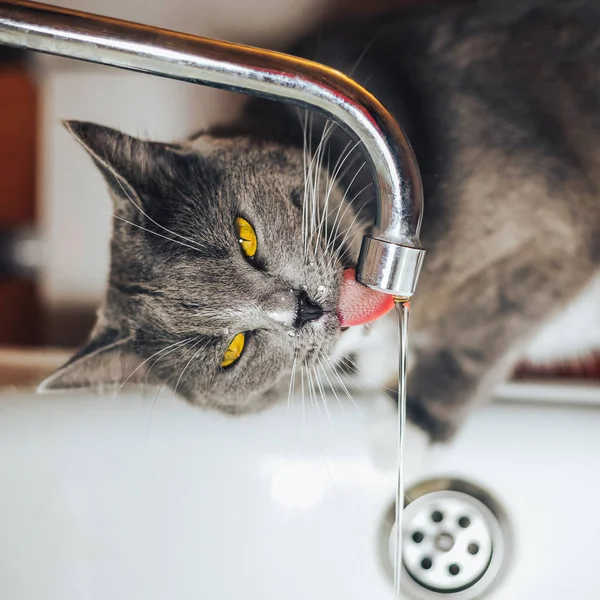 Hübsche graue Katze beobachtet das Wasser aus dem Wasserhahn — Stockfoto