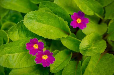 yeşil arka plan, seçici odak küçük kırmızı ve pembe çiçekler