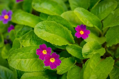 yeşil arka plan, seçici odak küçük kırmızı ve pembe çiçekler