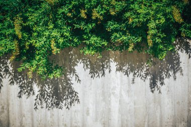 Beton duvar veya mermer duvar ve süs bitkileri ya da sarmaşık veya Bahçe ağaç arka plan için beton zemin.