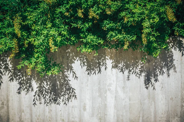 Pared de hormigón o mármol y suelo de hormigón con plantas ornamentales o hiedra o árbol de jardín para el fondo . —  Fotos de Stock