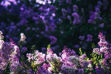 Bush, Lila, leylak arka plan koyu