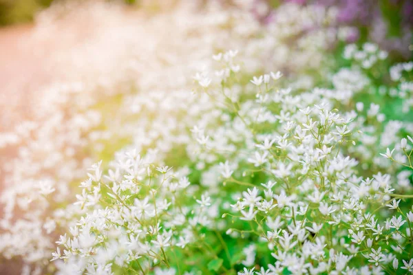 Fondo flores de primavera. blanco pequeñas flores de verano —  Fotos de Stock