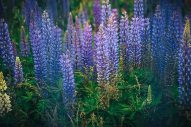 Odak harmanlanmış görüntü Lake Tekapo Lupin alanında yaz sezonu.