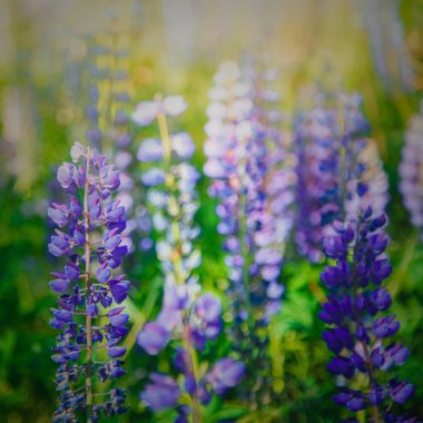Odak harmanlanmış görüntü Lake Tekapo Lupin alanında yaz sezonu.