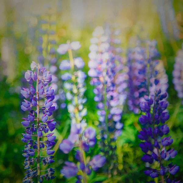 Odak harmanlanmış görüntü Lake Tekapo Lupin alanında yaz sezonu.