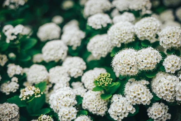 Flor espiraea, fondo de verano —  Fotos de Stock
