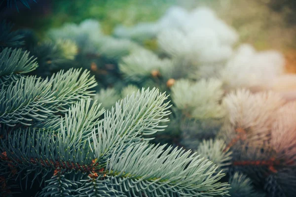 Firavun ağacı brunch 'ı yaklaşıyor. Sığ odaklanma. Yumuşak köknar ağacı brunch 'ı yakın çekim. Noel duvar kağıdı konsepti. Boşluğu kopyala.