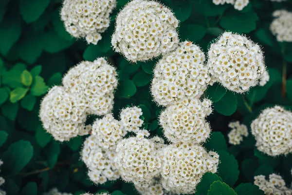 Spiraea flower , summer background — Stock Photo, Image