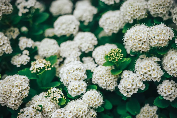 Spiraea fleur, fond d'été — Photo