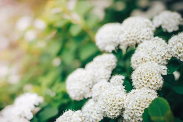 シモツケの花, 夏の背景 — ストック写真