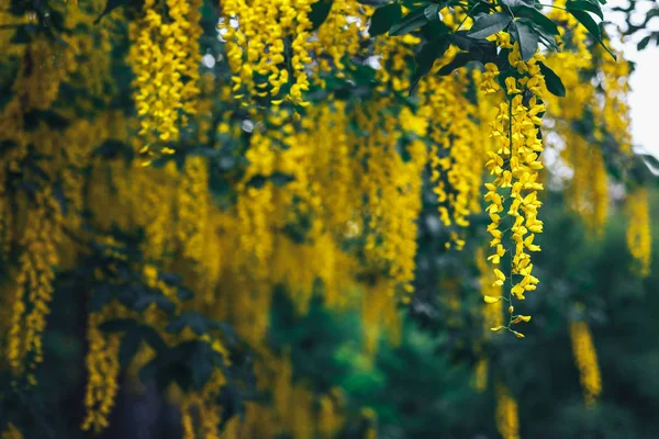 El gran jardín floreciendo glicina amarilla florece en primavera — Foto de Stock