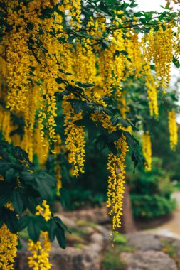 Bahar büyük Bahçe çiçek sarı wisteria çiçekleri