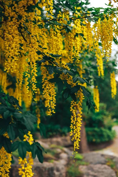 Bahar büyük Bahçe çiçek sarı wisteria çiçekleri