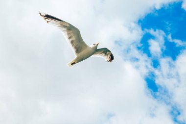 Mavi gökyüzü üzerinde uçuş martısı