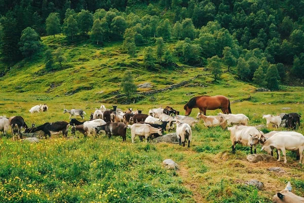 In een mooie groene weide grazen paarden en geiten samen. Zeer mooie sappige foto met uitzicht op het veld in Noorwegen — Stockfoto