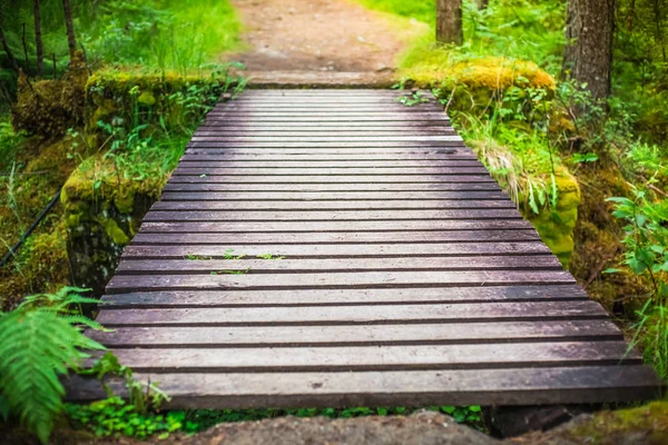 Orman şelale üzerinde köprü