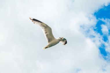 Mavi gökyüzü üzerinde uçuş martısı