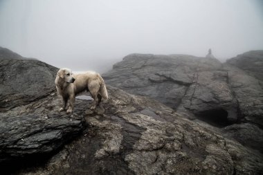 Golden Retriever ayakta Dağları'nın eteklerinde engebeli arazide sis ve beklediği sabahın erken saatlerinde onun metresi için. Trolltunga rota hiking. Norveç. Koyu resim