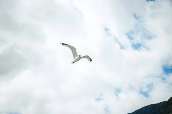 Armenian Gull in Flight on Blue Sky — Stock Photo, Image