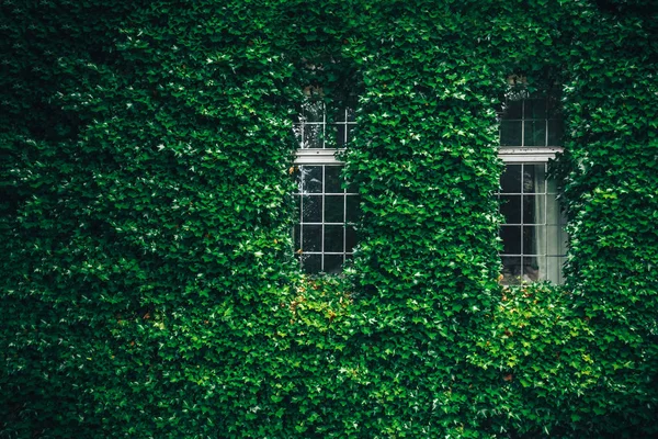 Cephe iki pencere, yeşil duvar, Windows ile yeşil arka plana sahip