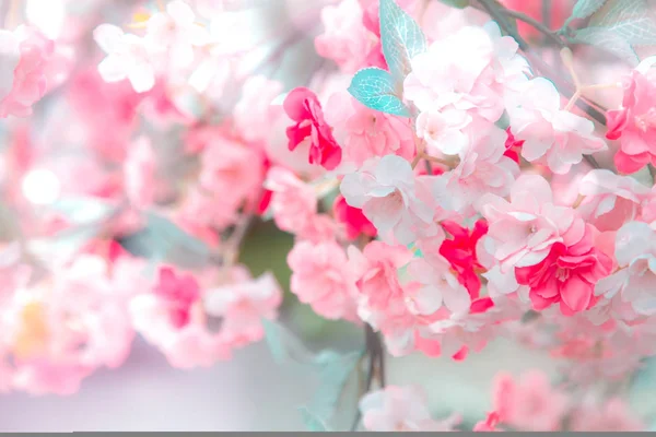 Blue and pink background with cherry blossoms framing the bright vibrant sky with sunshine. Spring nature flower background. — Stock Photo, Image