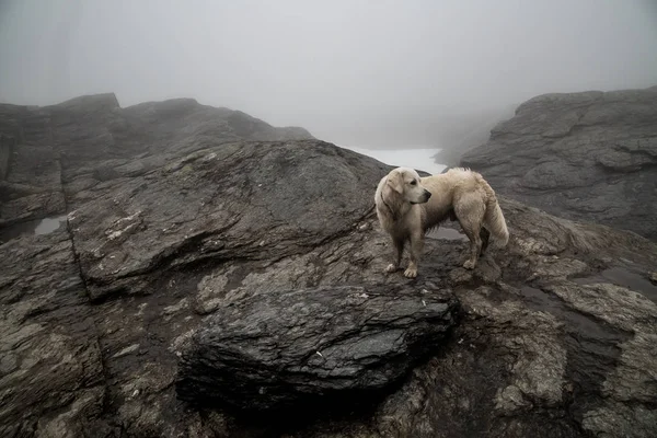 Golden Retriever de pé em terreno acidentado no sopé das montanhas no início da manhã no nevoeiro e espera por sua amante. Rota das caminhadas Trolltunga. Noruega. Quadro escuro — Fotografia de Stock