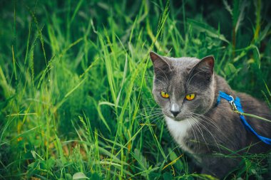 Arka bahçede dolaşırken kira kontratı ile gri evde beslenen hayvan kedi. Bir emniyet kemeri takan genç sevimli erkek kedi kuyruk kaldırdı çimenlerin üzerine gidin. Evcil hayvan açık macera Parkı yeşil çimenlerin üzerinde yürüyüş.