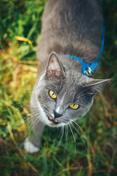 Chat gris avec laisse errant dans la cour. Jeune chat mâle mignon portant un harnais aller sur la pelouse ayant soulevé la queue. Animaux marchant aventure en plein air sur l'herbe verte dans le parc . — Photo