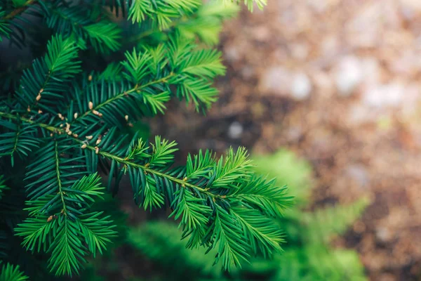 Boom brunch van dichtbij. Ondiepe focus. pluizige dennenboom brunch van dichtbij. Kerst behang concept. Kopieerruimte. — Stockfoto