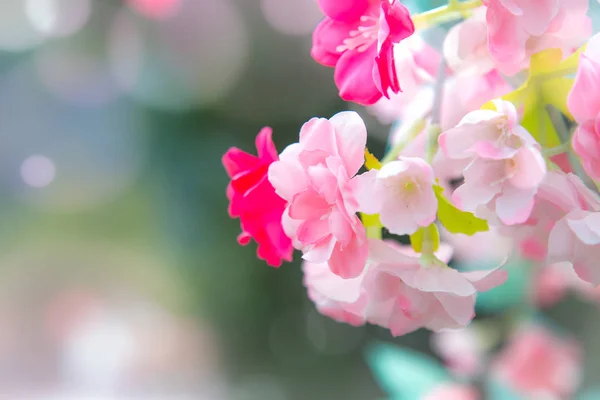 Fond bleu et rose avec des fleurs de cerisier encadrant le ciel lumineux et vibrant avec du soleil. Printemps nature fleur fond . — Photo